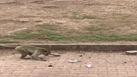 Street Artist Monkey Draws Circles