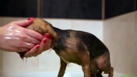 In the bathroom, wash the Yorkshire terrier with the help of shampoo for dogs