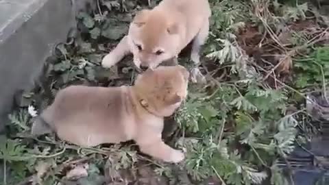 BROTHER NOOOOOO Funny animal video