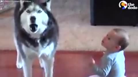 Husky Imitates Baby | The Dodo