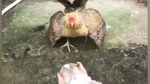 Dog vs chicken fight😂😂