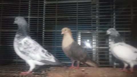 My pigeon birds in my home