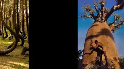 Mãe Natureza: as árvores mais estranhas!