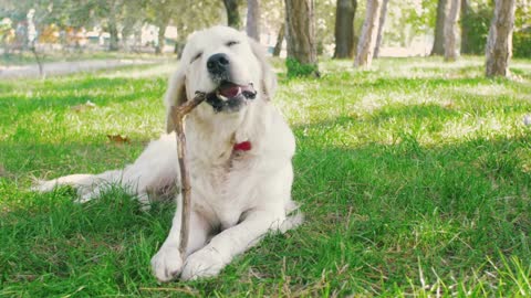 Cute retriever labrador dog gnawing wooden stick in park