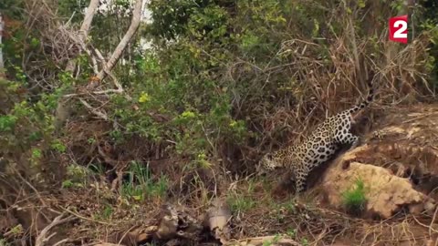 A jagura attacks a caiman