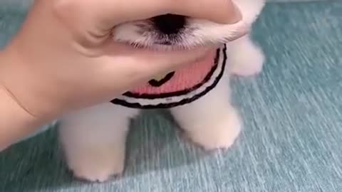 Cute puppy baby