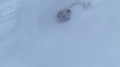 Ringo the Ski Dog Enjoying Backcountry Powder Day