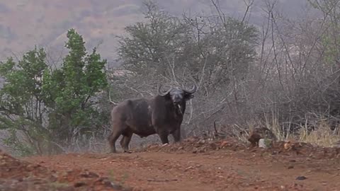 Ethiopian national park