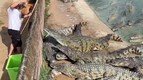 Cruel Farmer Feeds Live Chicken To Crocodiles 🐟