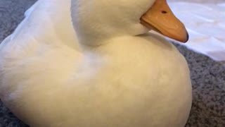 Adorable Duck Dozing Off