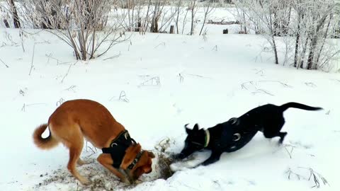 Funny dogs play in the snow