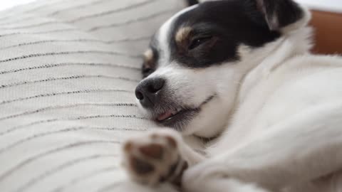 CUTEST Puppy Dog Fall Asleep