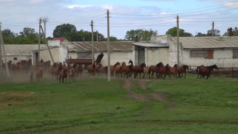 Herd of horses galloping on the background of an old abandoned farm