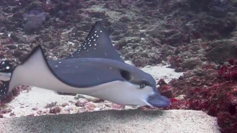 Eagle Ray Glides Across Ocean Floor