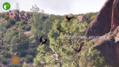 Even Eagles Are Afraid of This Deadly Bird