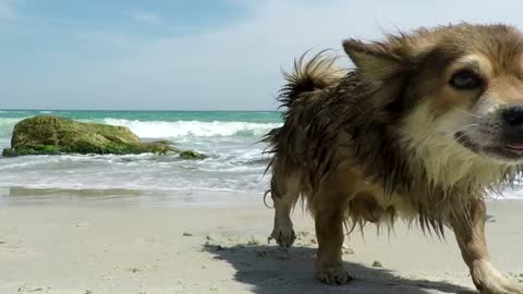 Dog shaking off the water on the beach