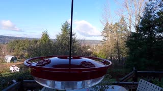 Hovering hummingbird slowed down