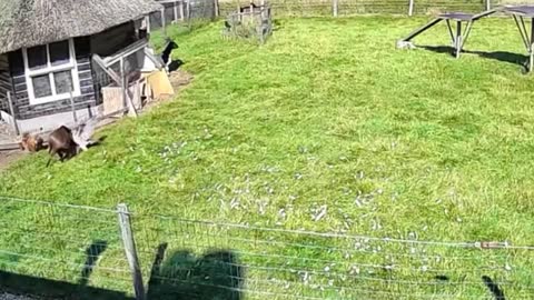 Heroic Goat and Rooster save the chicken during dramatic HAWK ATTACK