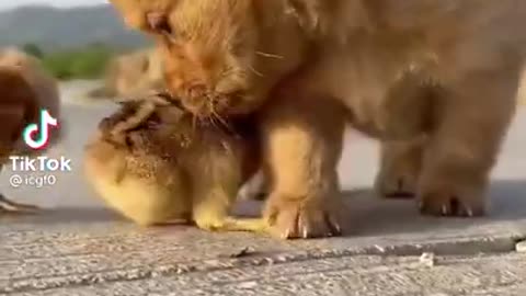 cute baby dog and duckling