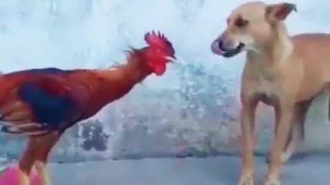 FIGHT BETWEEN THE DOG AND THE ROOSTER