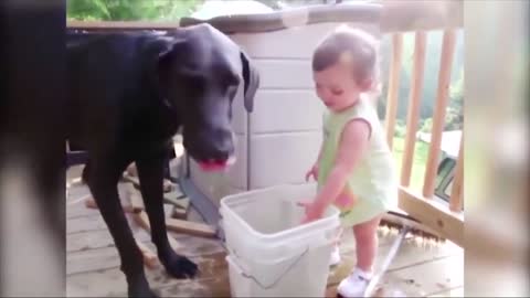 Funny dogs with a beautiful baby boy