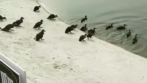 Ducks swim