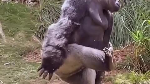 Gorilla exercise