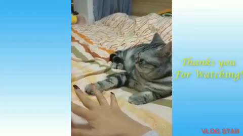 Animals Funniest:Funny Animal Video best of the 2021 video