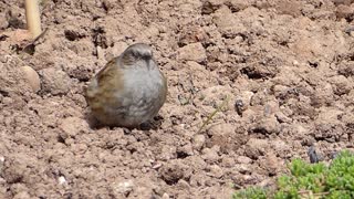 small bird fall off from high ground