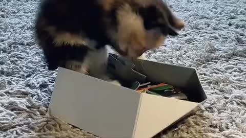 Litsa meets a puzzle box