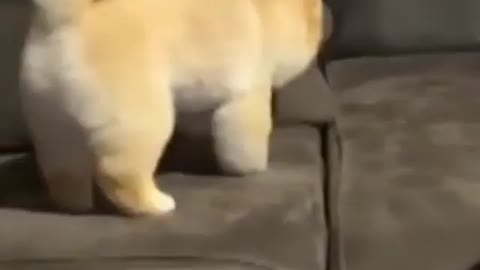 Cute puppy dance ice ice baby