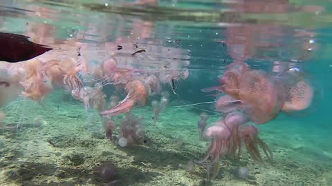 Man Snorkeling in an Ocean of Jellyfish