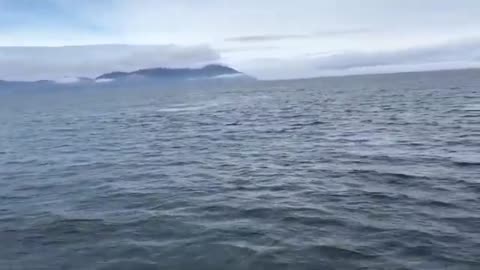 A surprise jump from a humpback whale to tourists and whale watchers