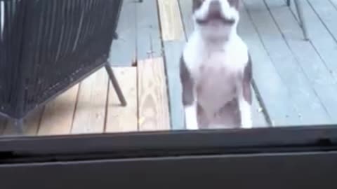 boston terriers have the jumping zoomies