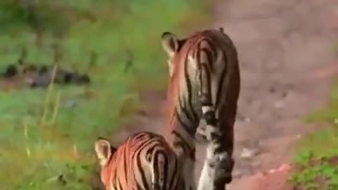 Tiger cubs 🐅 walking on road #Wildlife #shorts