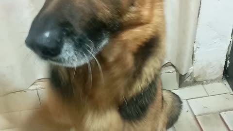 German shepherd wants food and sits