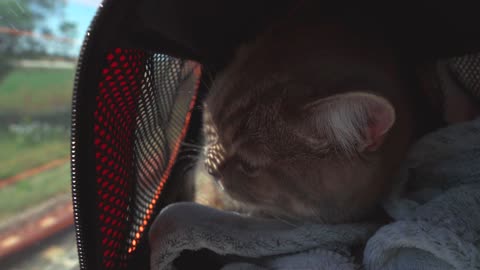 Funny cat on transit