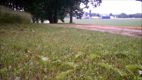 Fred Zepplin 2021, 6/18/21 Little Rain Brings Out The Wildlife!