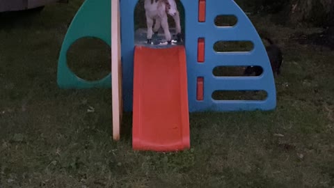 Happy Taffi on her slide