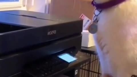 Cat vs Printing Machine