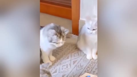 Cat funny videos