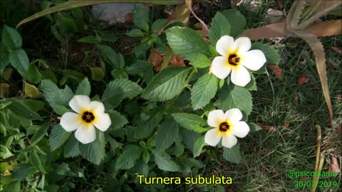 Xanana (Turnera subulata): Medicinal e comestível