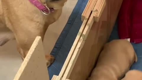 Mama dog is confused why her puppies won't play with her ball