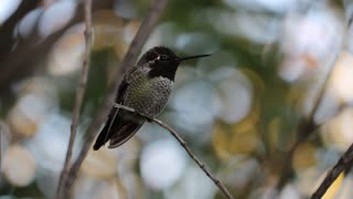 Anna's Humminbird sings a song