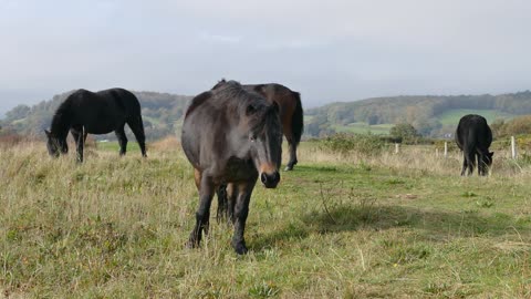 Horse is eating grass as favourite