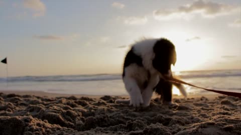 Baby puppy playing on the beach with its leash