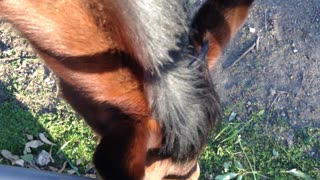 big horses having their snack