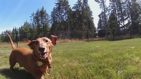 Slow motion video of a male purebred dachshund dog running in the grass on a bright sunny summer day