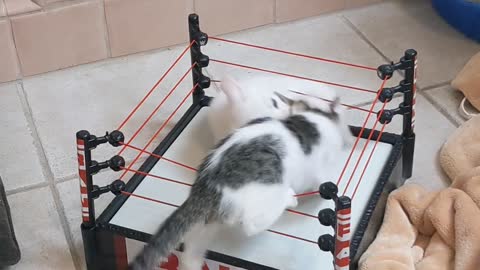 Kittens Clash in Wrestling Ring