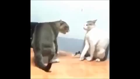 cats sayjins